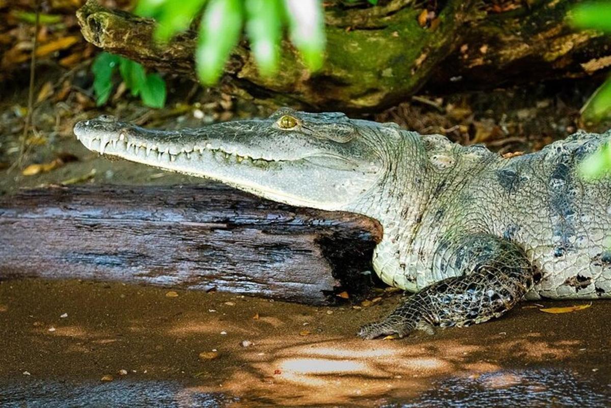 Un cocodrilo yace en el agua con su cabeza