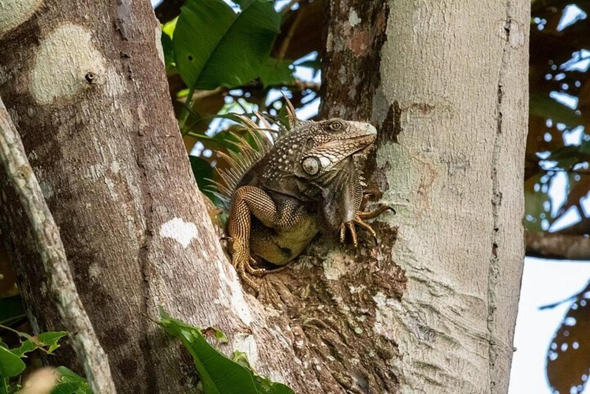 Un lagarto está sentado en el costado de un árbol.