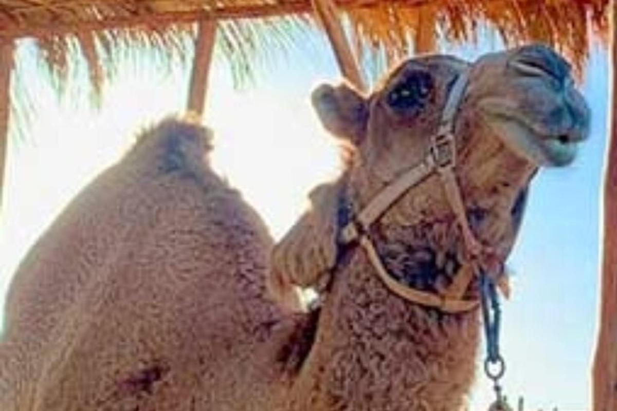 un cammello in piedi sotto un ombrello di paglia
