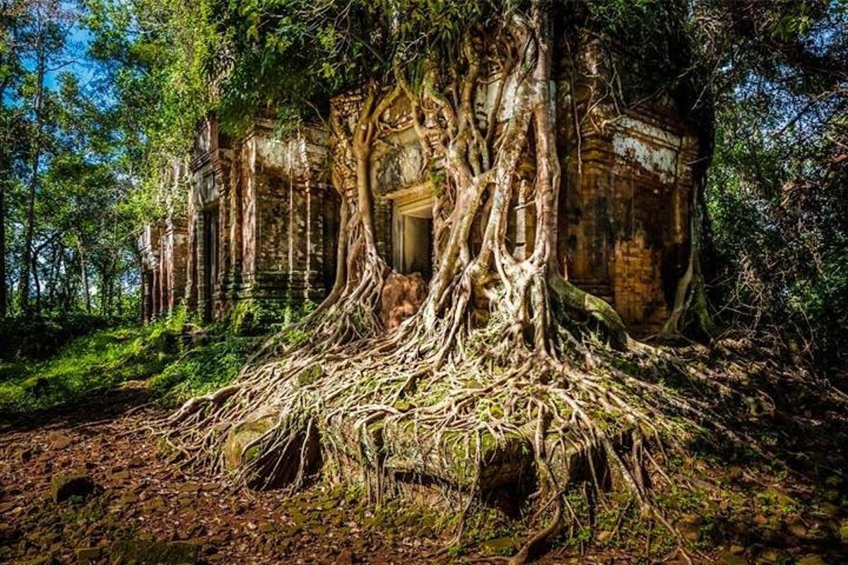 Un árbol viejo con sus raíces en el bosque.