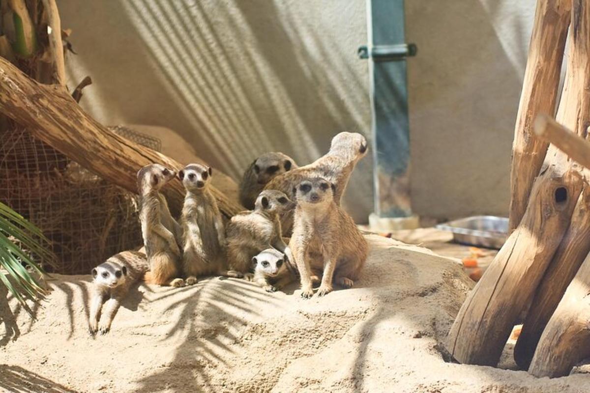 một nhóm cầy meerkat ngồi trên đỉnh một đống cát