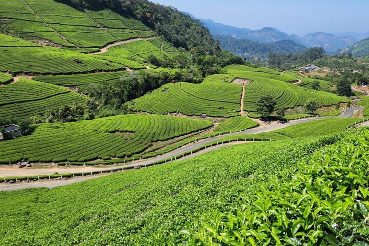 a view of the tea plantations on a hillside