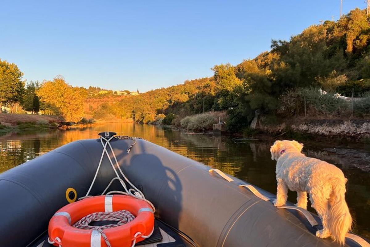 a dog standing on the back of a boat on a river