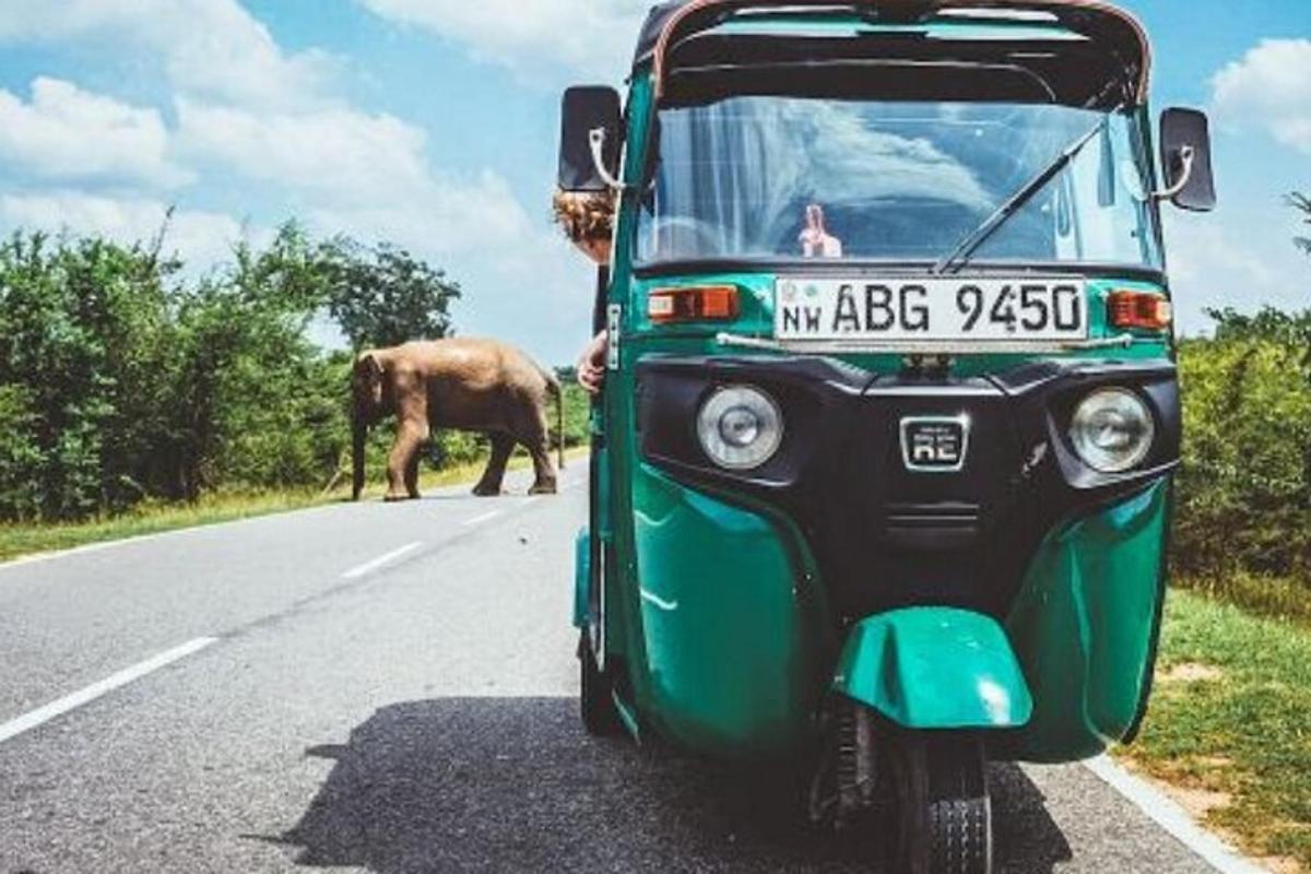 um ônibus verde descendo uma estrada com um elefante