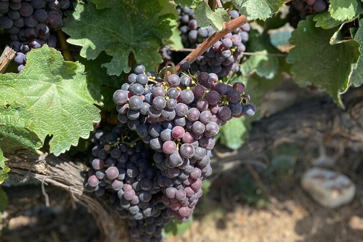 a bunch of grapes hanging on a vine