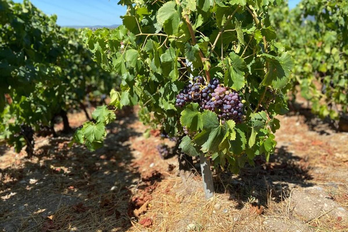 a bunch of grapes hanging from a tree