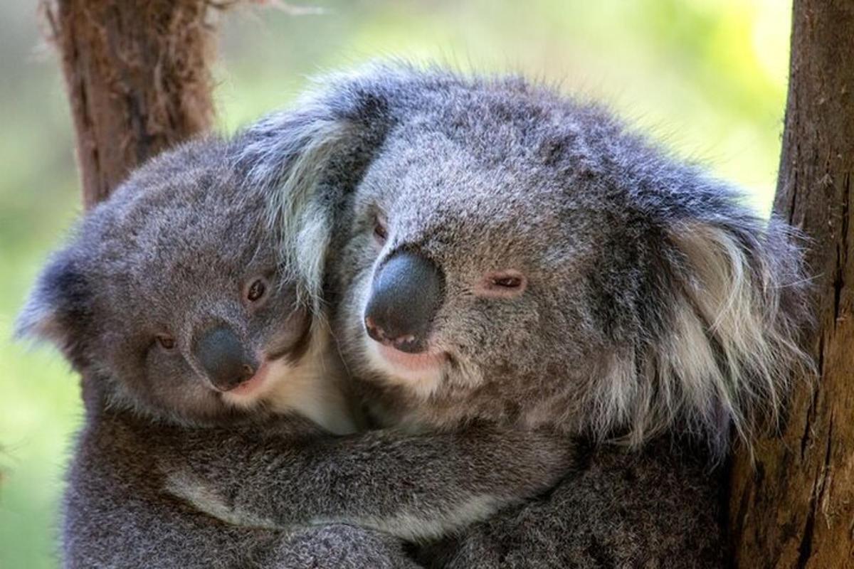 koala kallistab puu otsas teist koalat