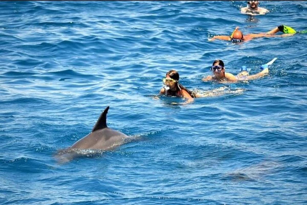 un grup de oameni care înoată în apă cu un delfin