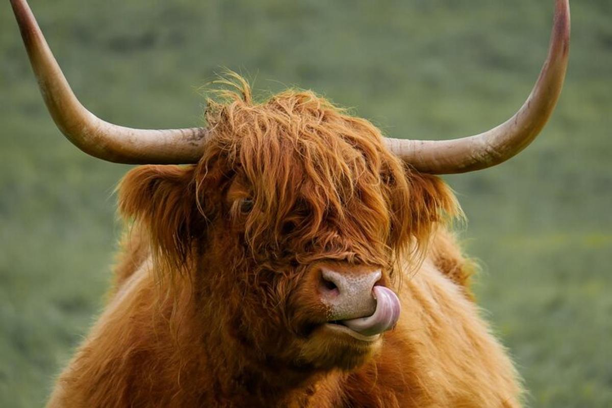 un toro marrone con lunghe corna che tira fuori la lingua