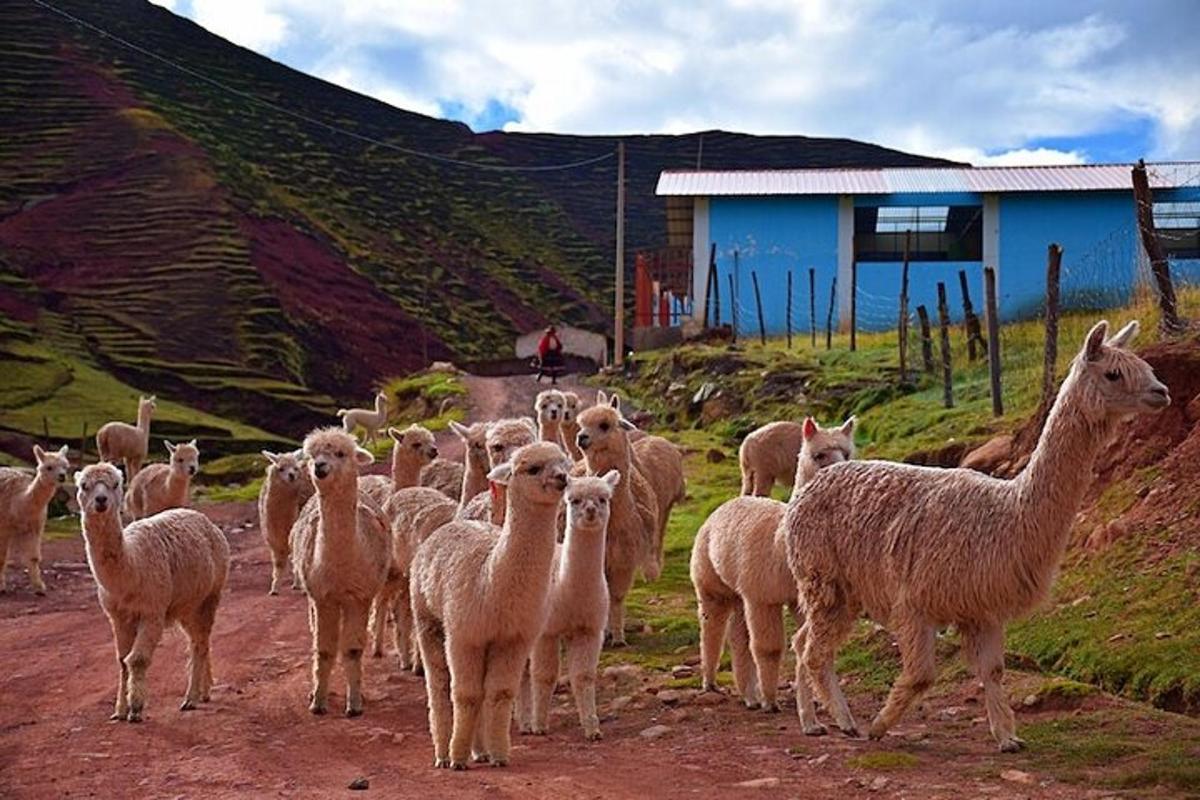 Un rebaño de ovejas de pie en un camino de tierra