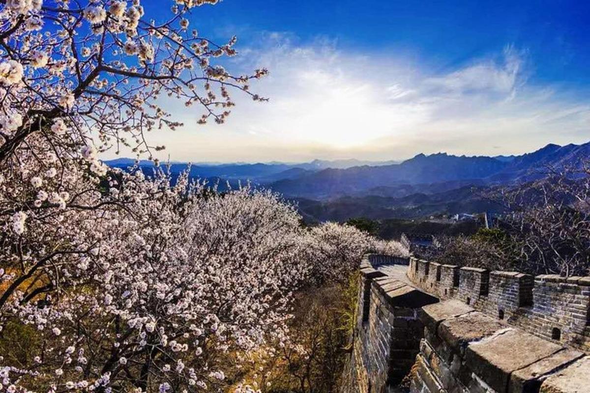 a tree with white flowers on a hill with mountains