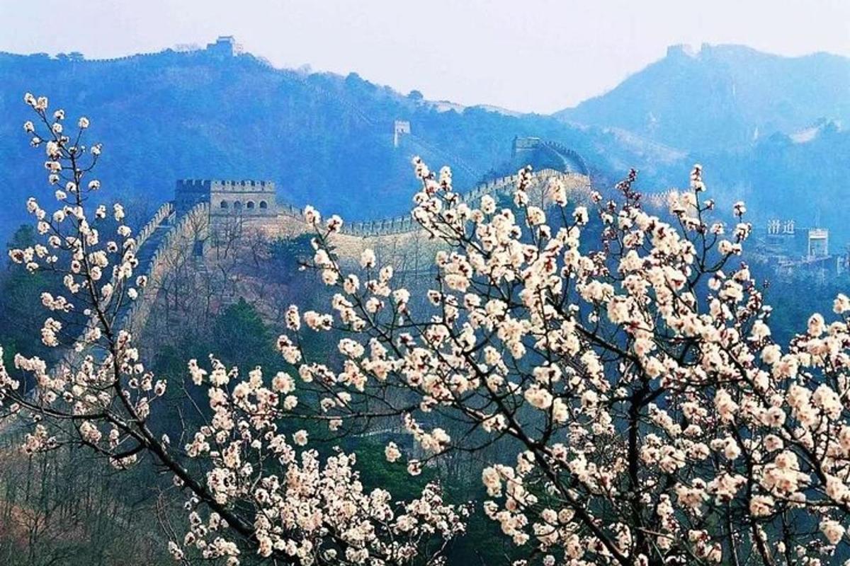 a tree with white flowers on top of a mountain