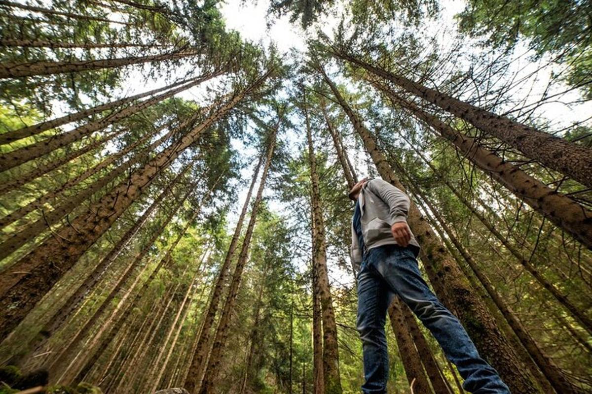 a man walking through a forest with tall trees