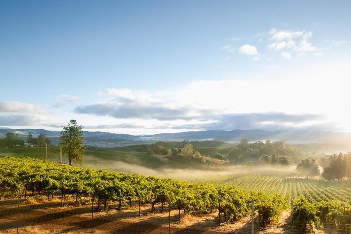 a vineyard with fog in a field of grapes
