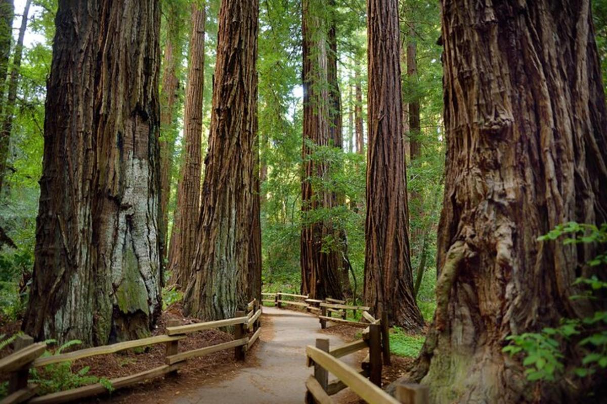a path through a forest of redwood trees