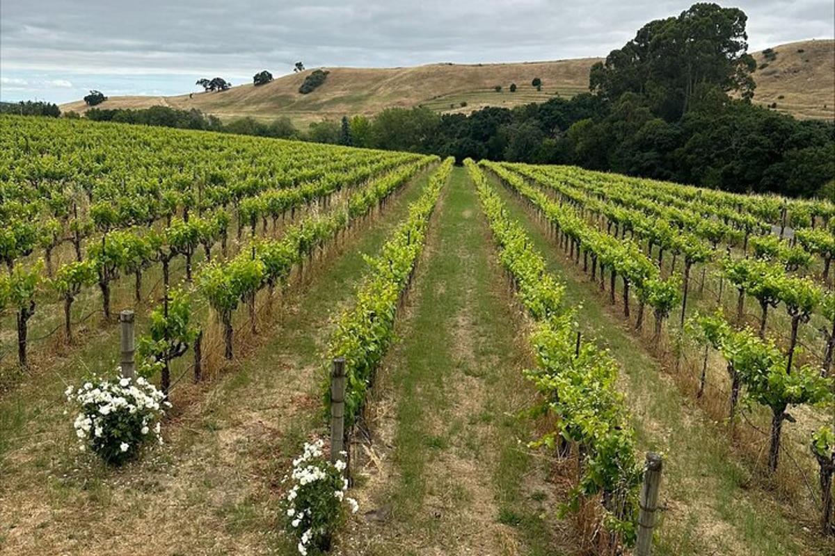 a vineyard with white flowers in a field