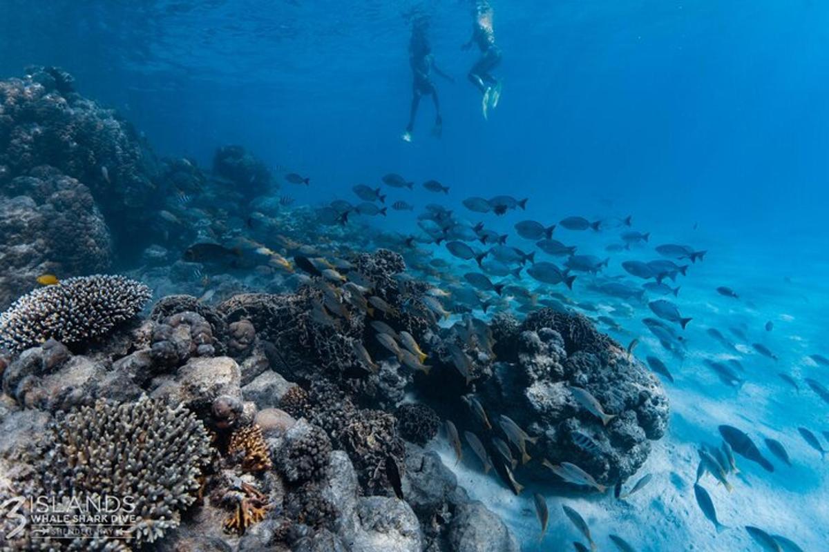 člověk v oceánu dívající se na korálový útes