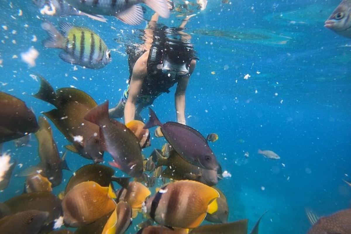 una persona nedant a l'aigua amb peixos