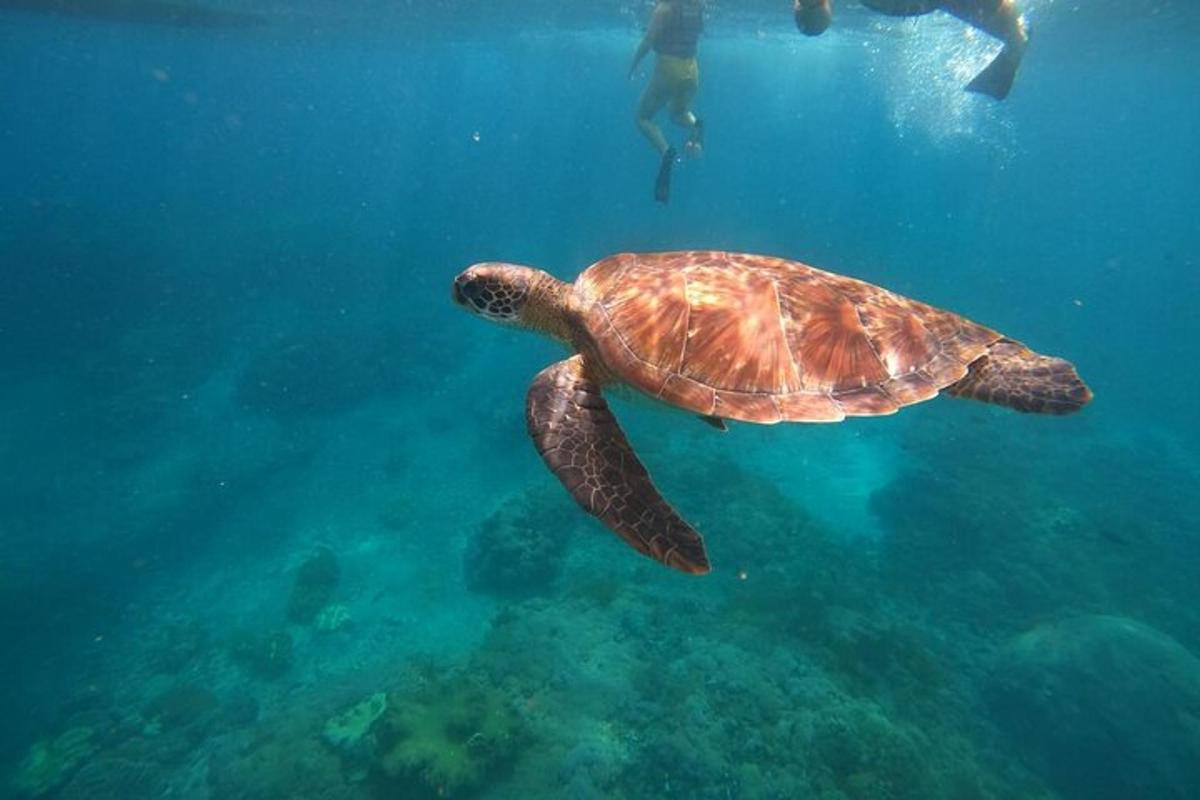 a green sea turtle swimming in the water with a diver