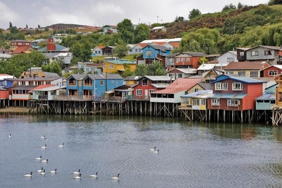 a group of houses and ducks in the water