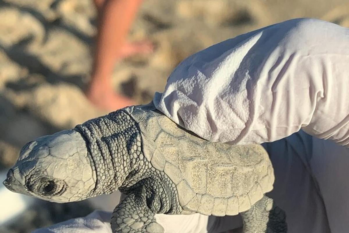 lelukilpikonnan patsas henkilön käsivarressa