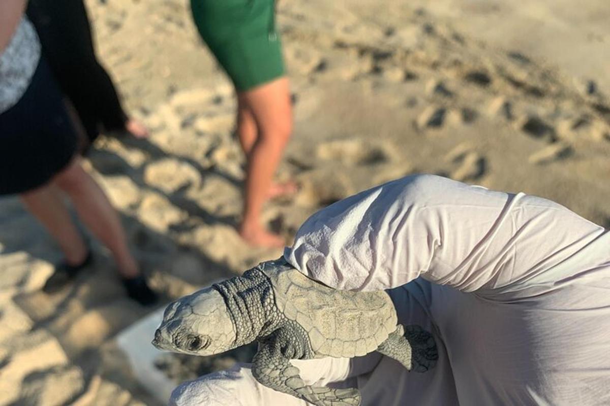 en person som holder en liten skilpadde på stranden