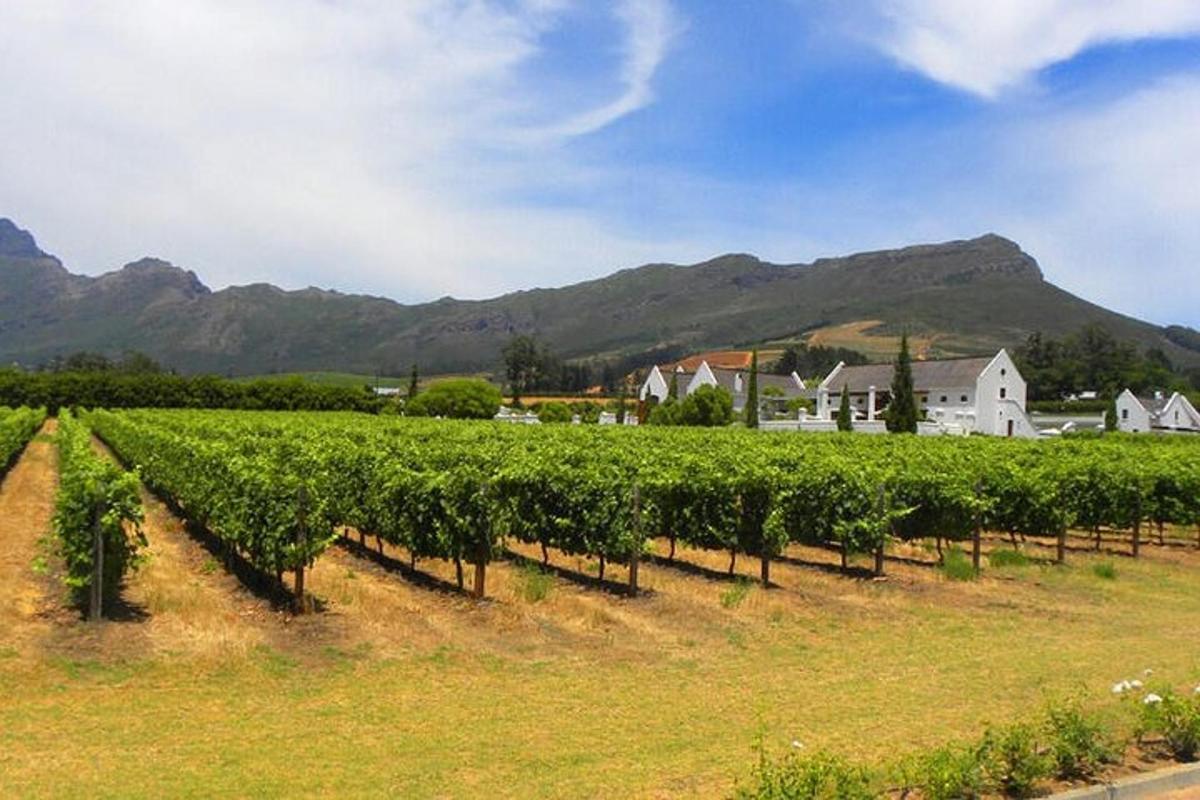 um vinhedo com casas e montanhas ao fundo