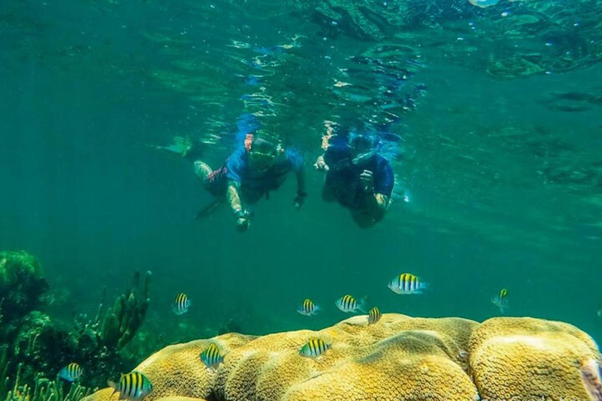 isang grupo ng mga taong lumalangoy sa tubig
