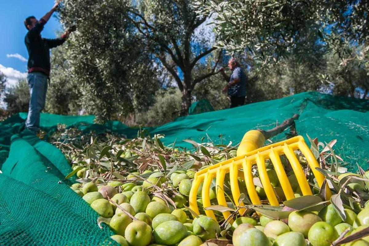 a man is standing in a field of apples