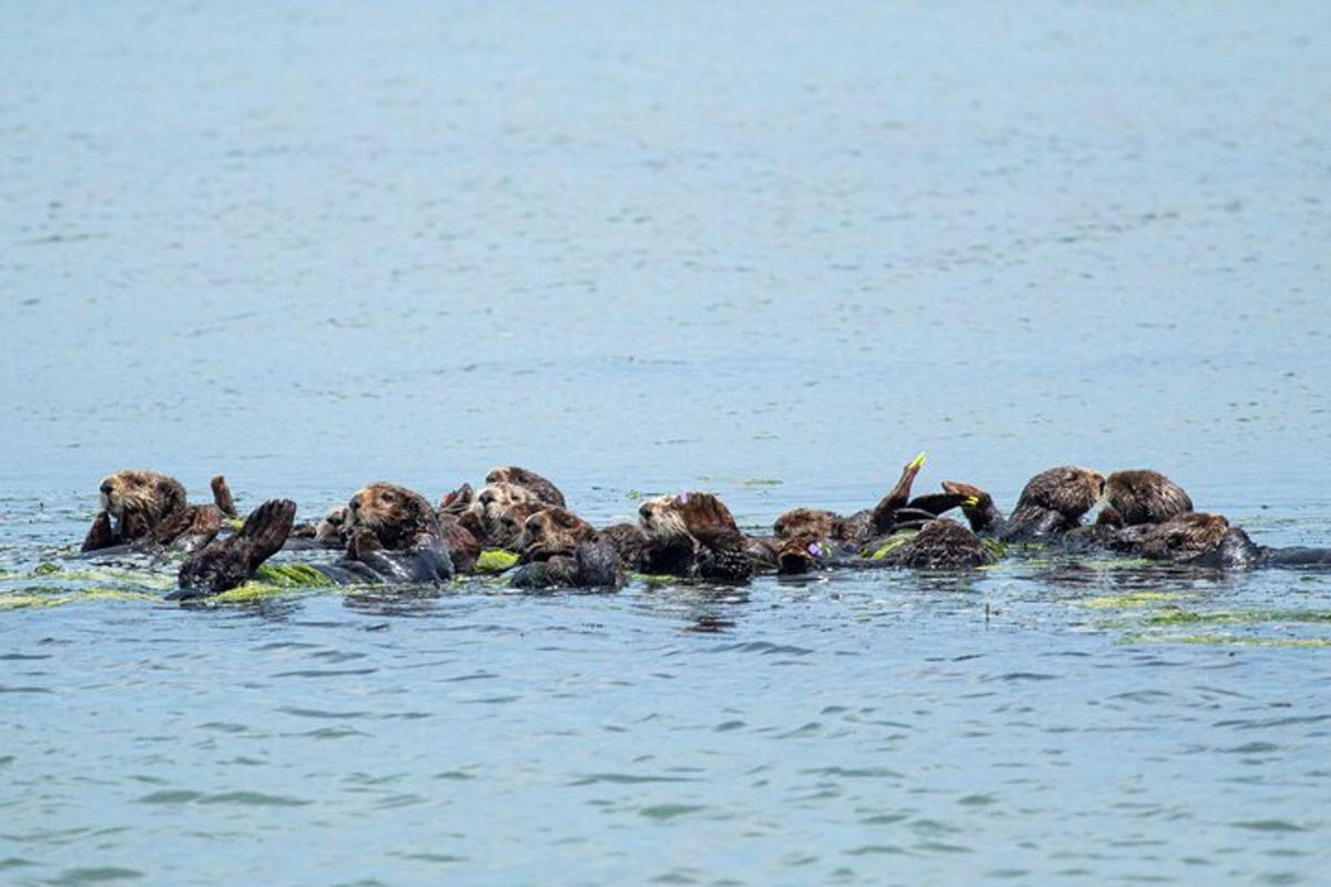 a group of birds swimming in the water
