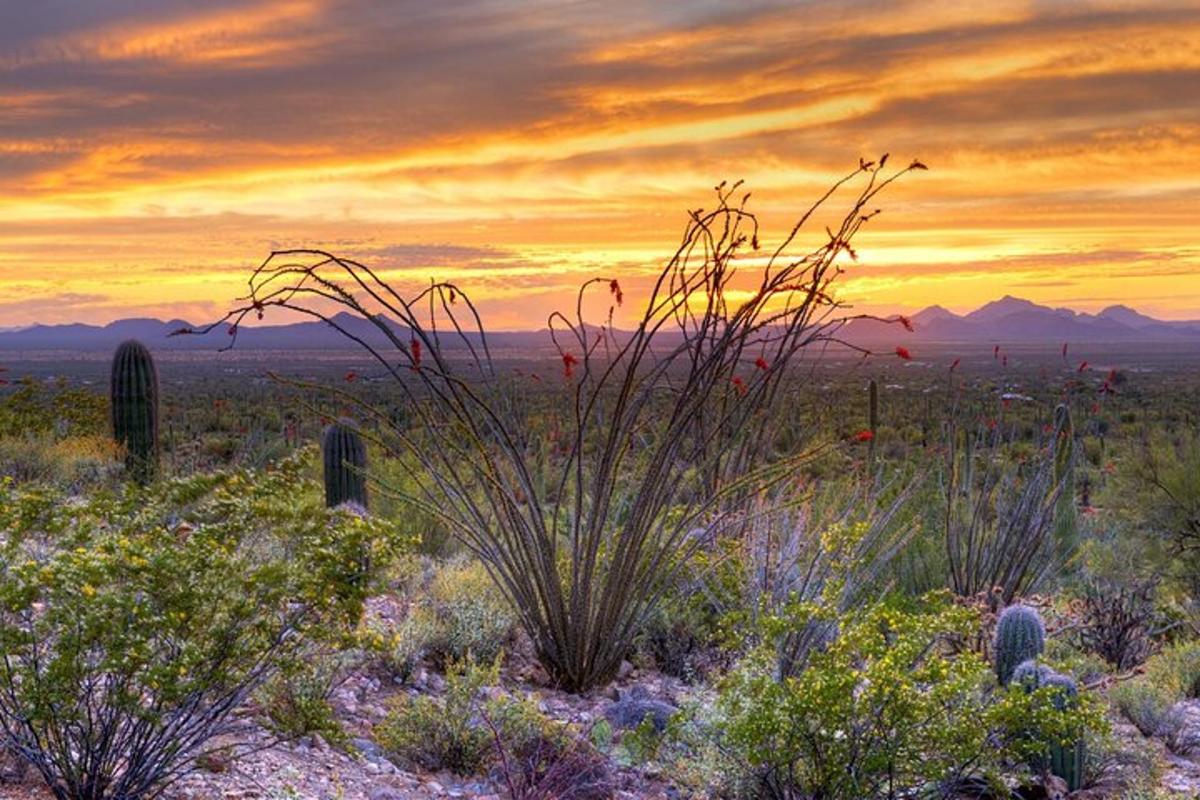 a field with plants and a sunset in the desert