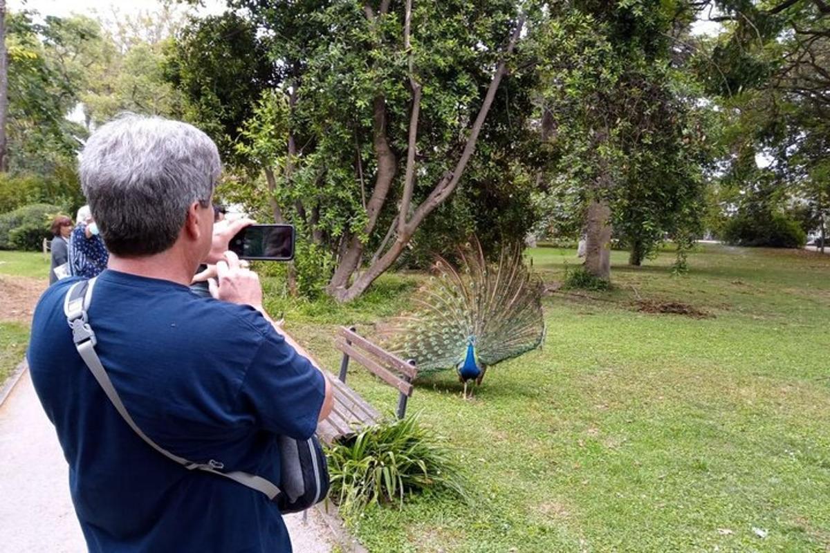čovjek fotografira pauna u parku
