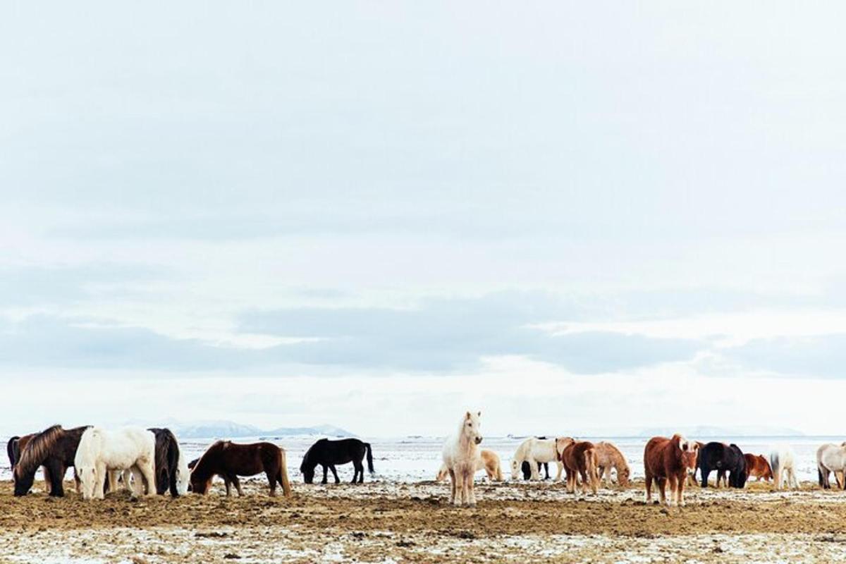 una mandria di cavalli al pascolo in un campo