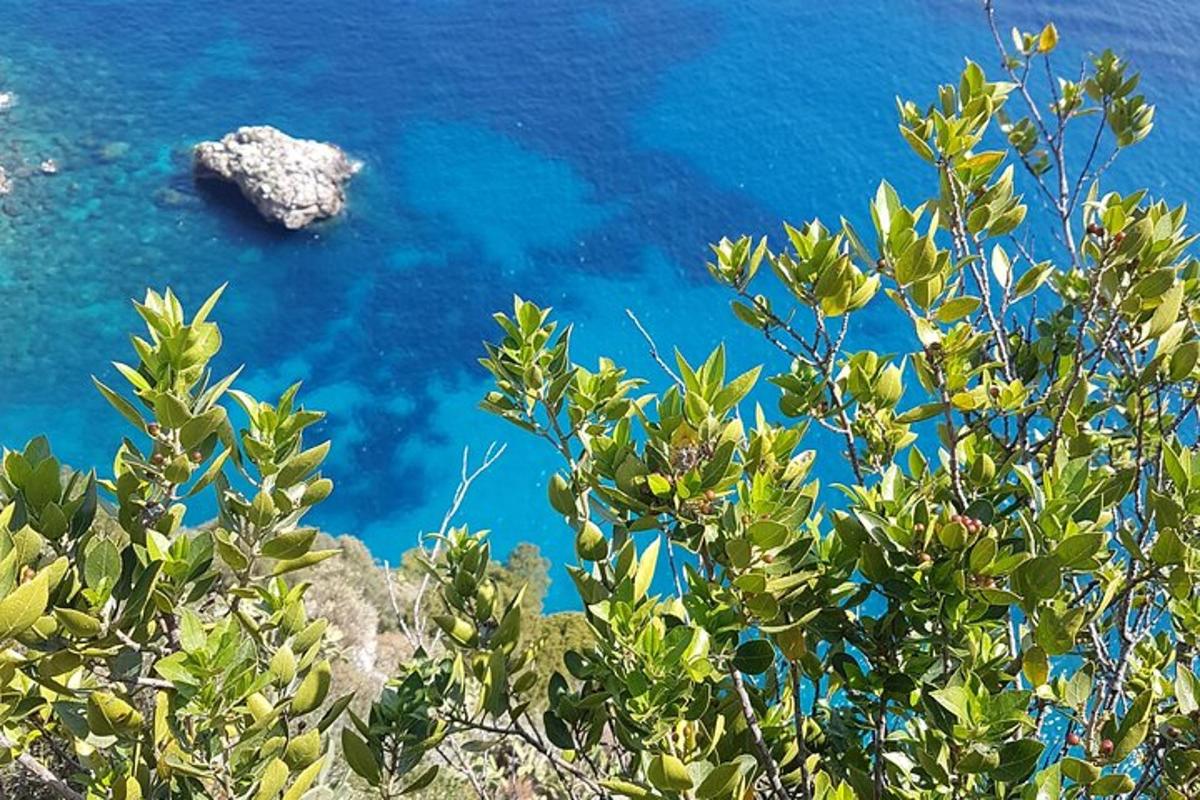 una vista dell'oceano blu da dietro una pianta