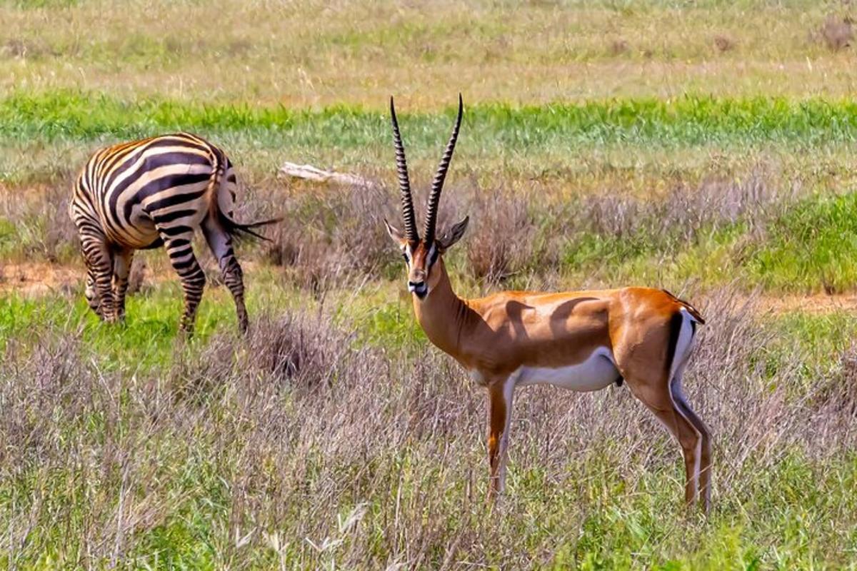 gazela i zebra stoje na polju