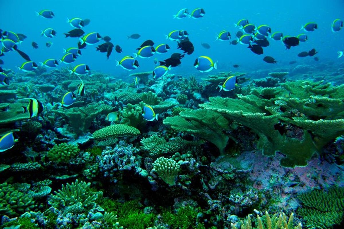una barriera corallina con molti pesci