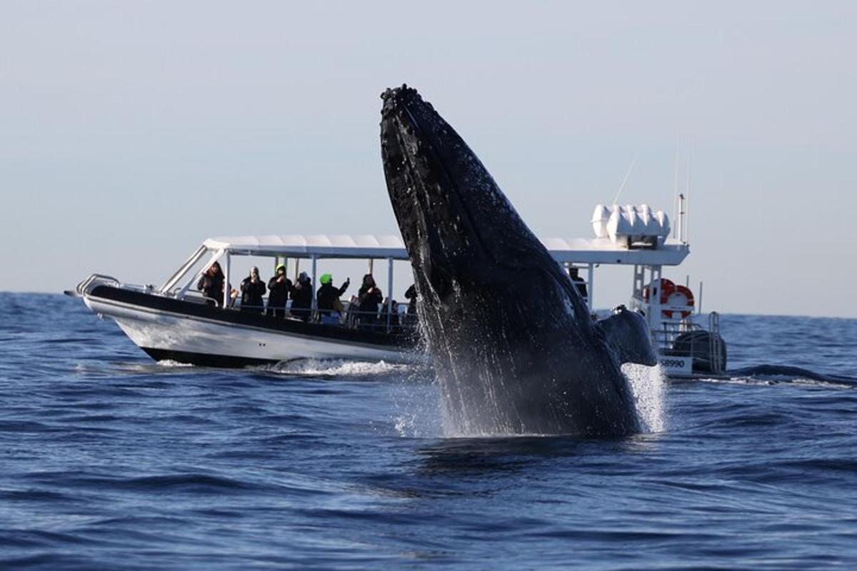 un delfino che salta fuori dall'acqua su una barca
