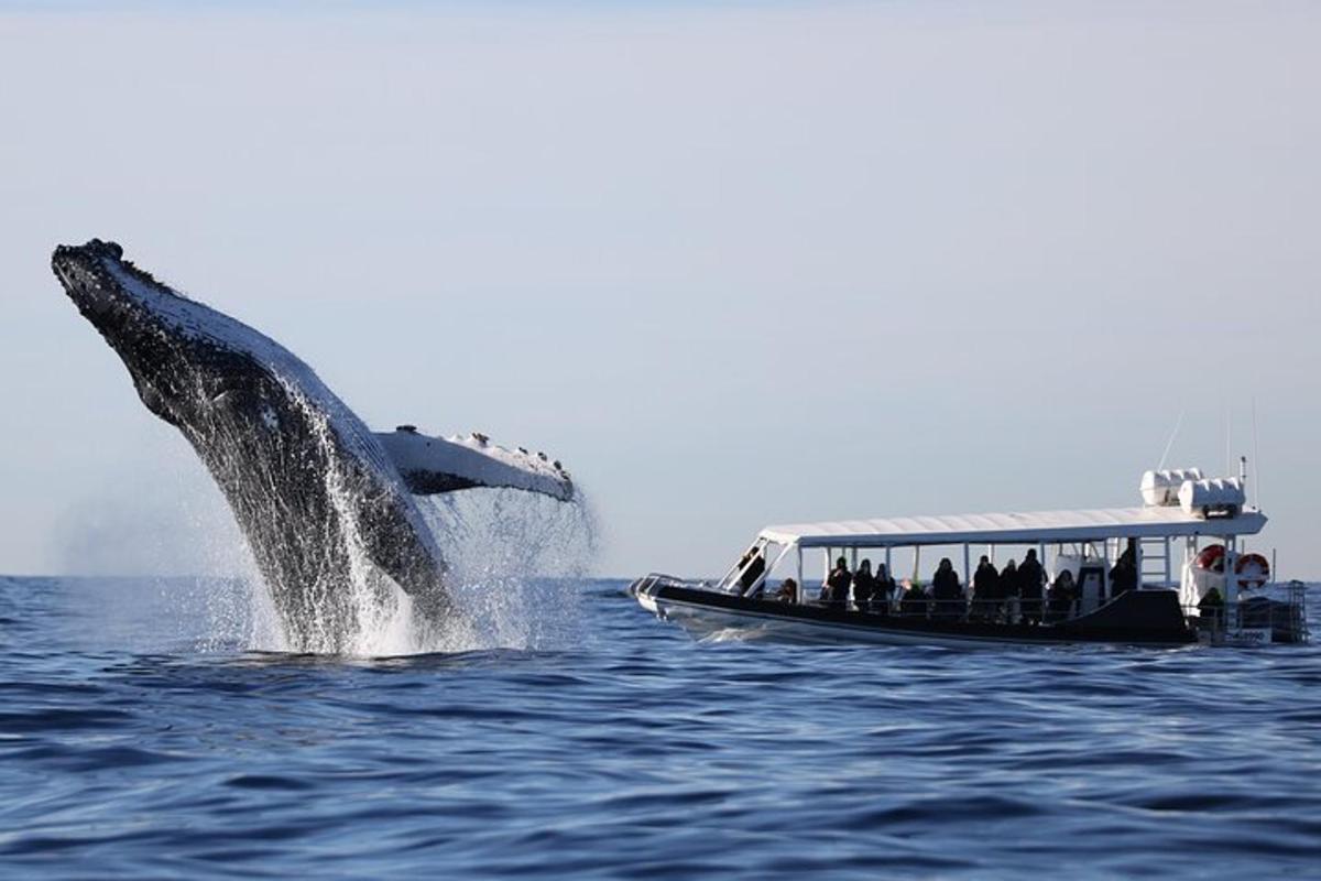 una balena che salta fuori dall'acqua accanto a una barca