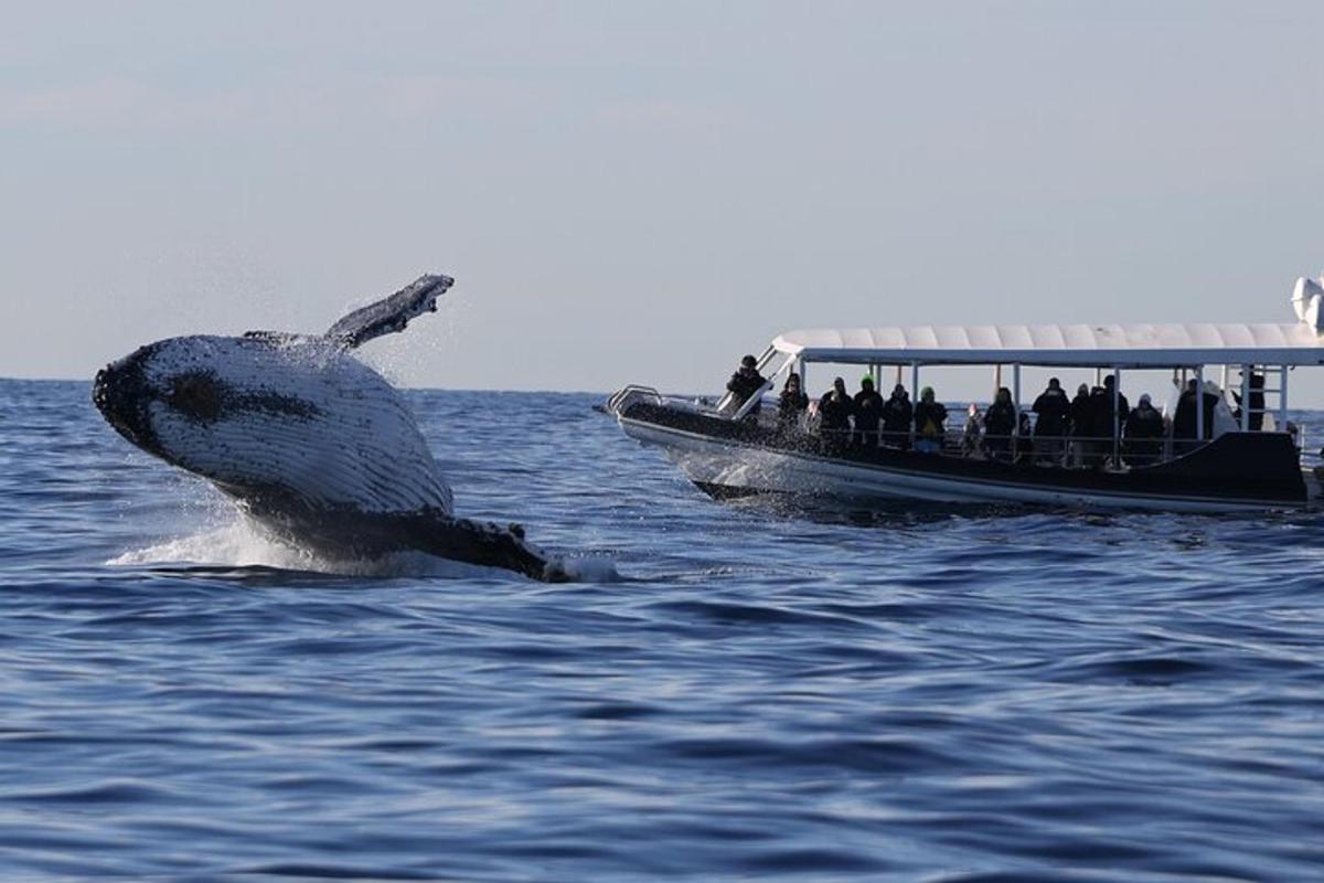 una balena nell'acqua accanto a una barca