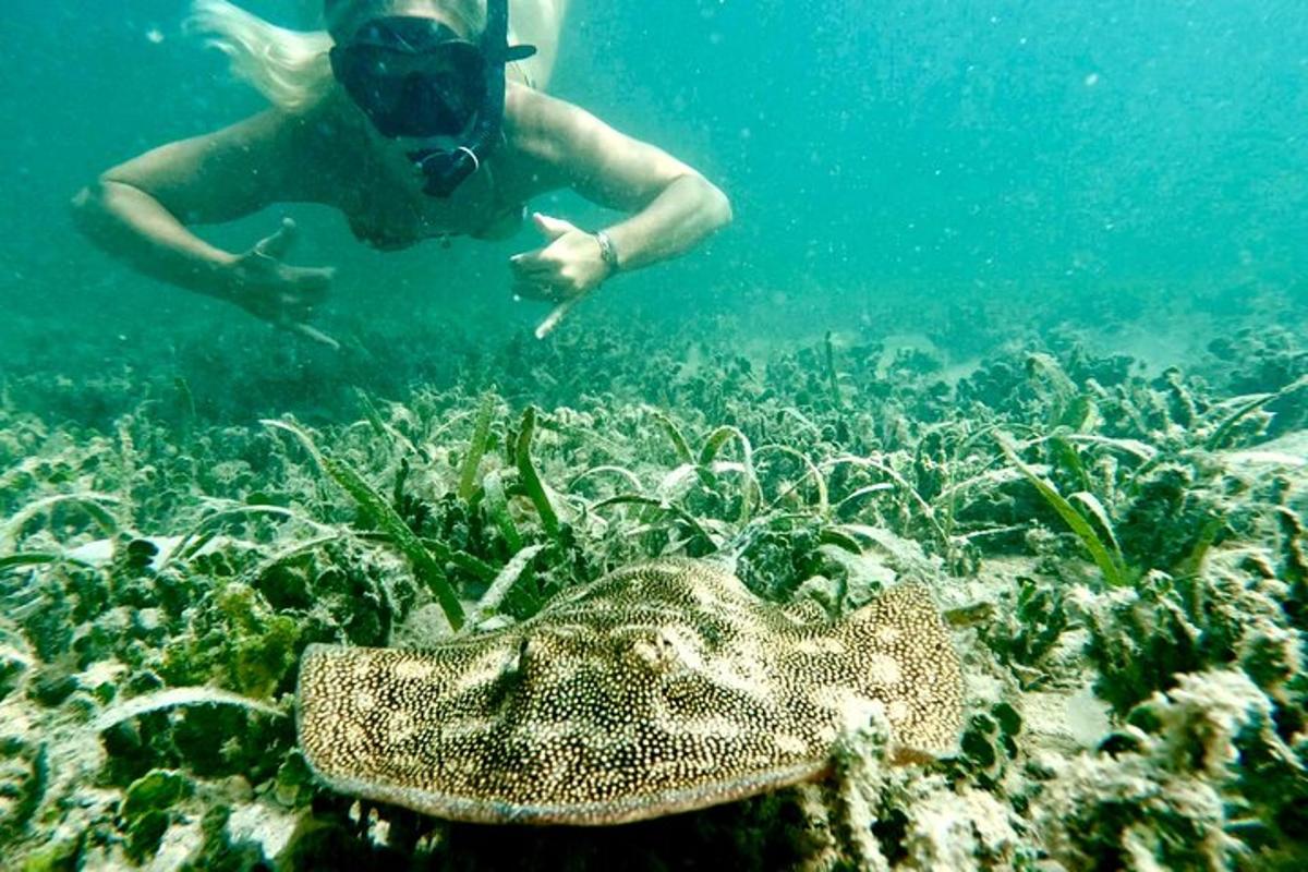 eine Person, die im Meer neben einem Riff schwimmt