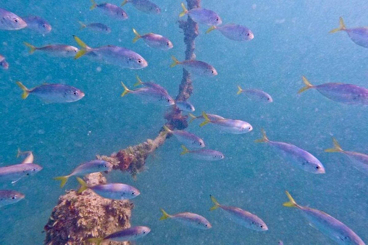 eine Gruppe von Fischen, die im Wasser schwimmen