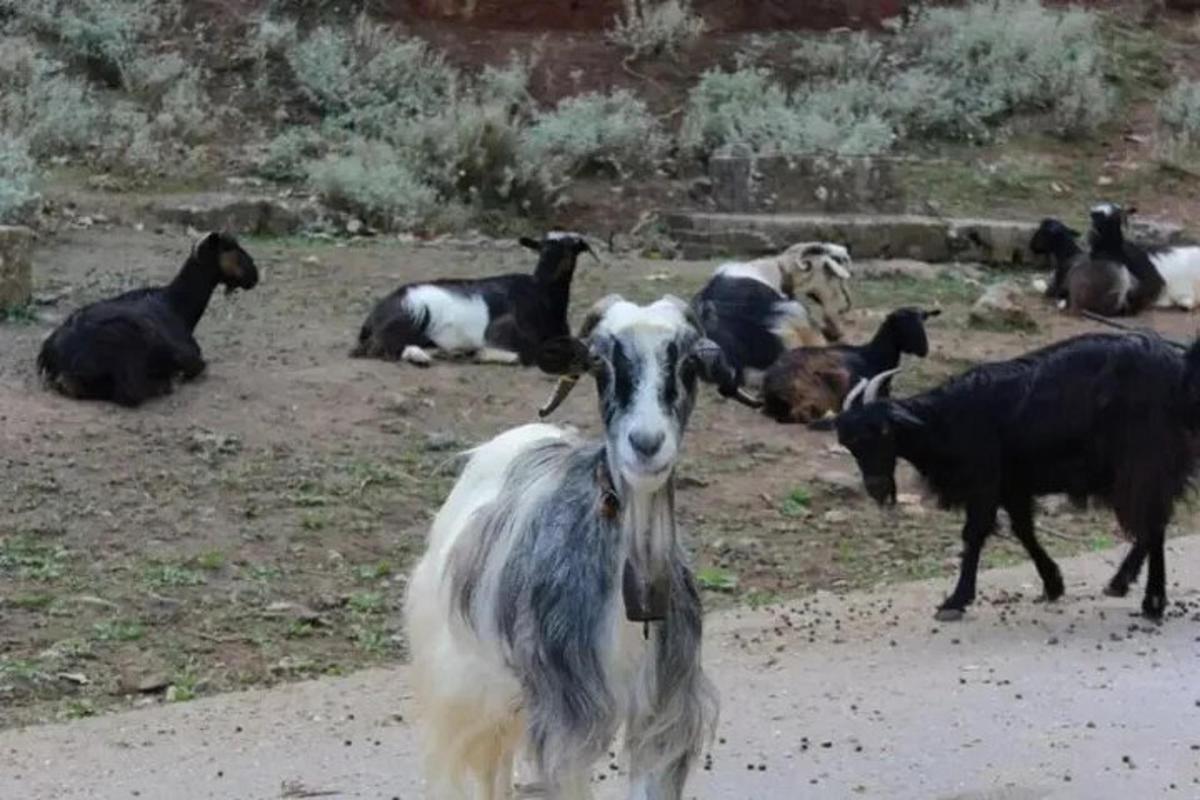 una capra in piedi davanti a un gruppo di capre