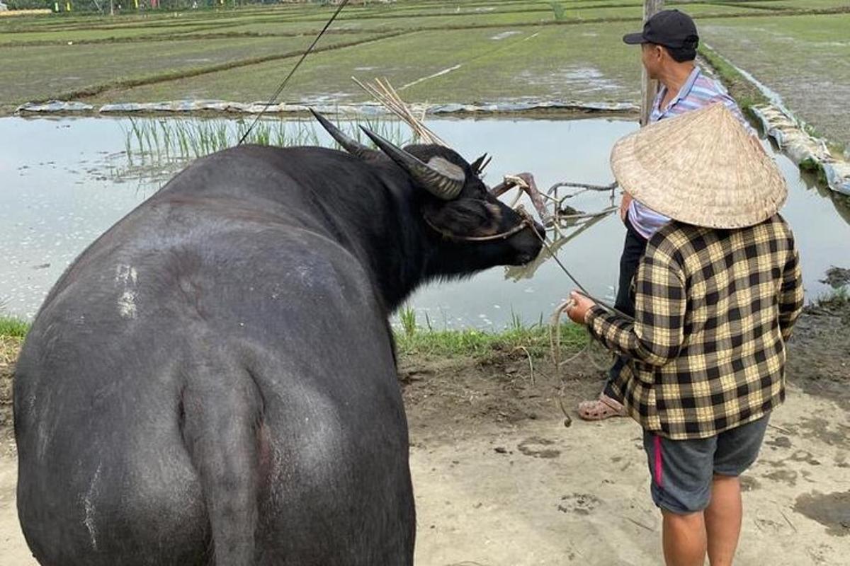 một người đàn ông và một người phụ nữ đứng cạnh một con bò đực
