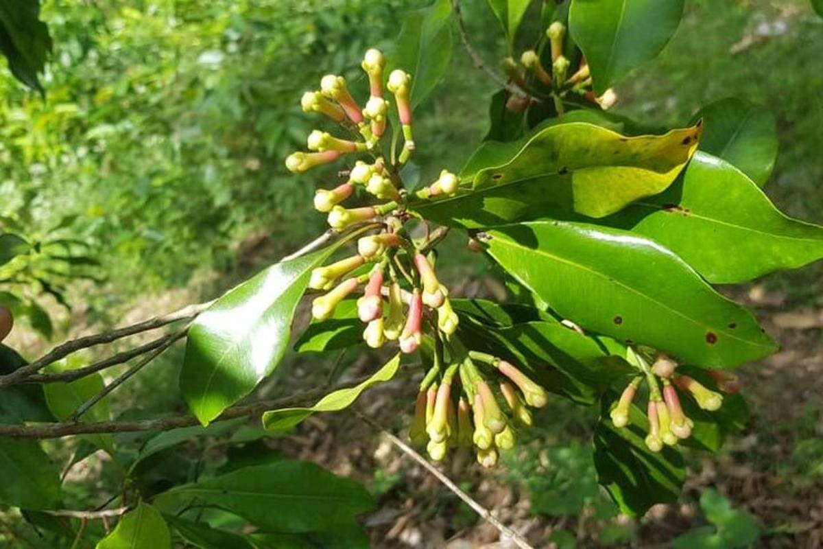 un arbre amb flors grogues i fulles verdes