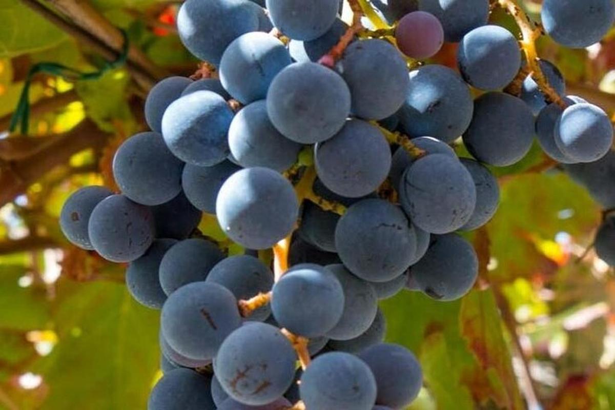 um cacho de uvas pendurado em uma árvore