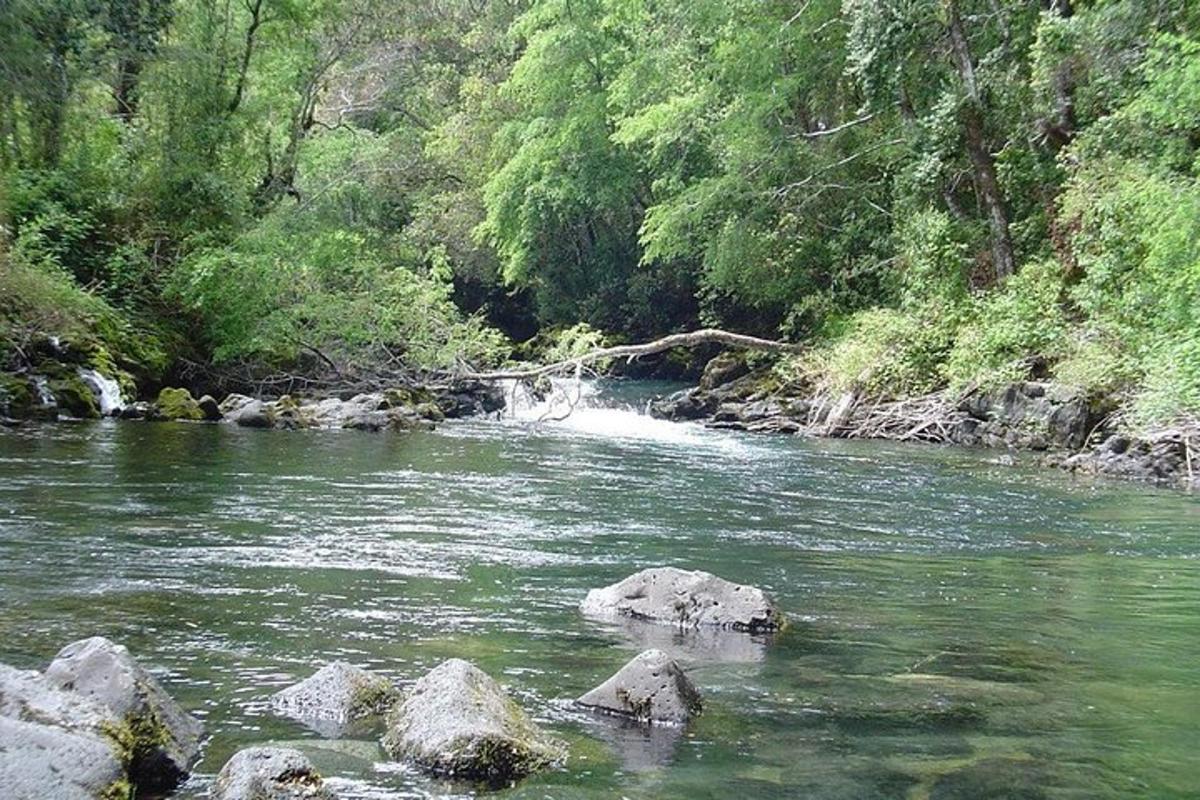 a river with rocks in the middle of a forest