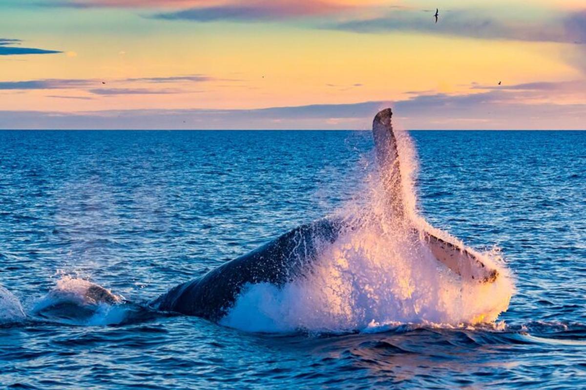 delfín v oceánu s ocasem ve vzduchu