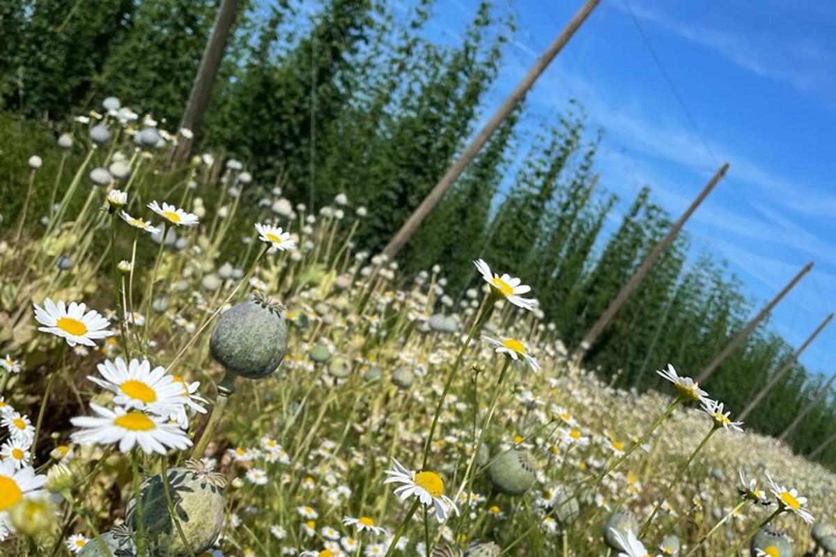 um campo cheio de flores brancas e amarelas