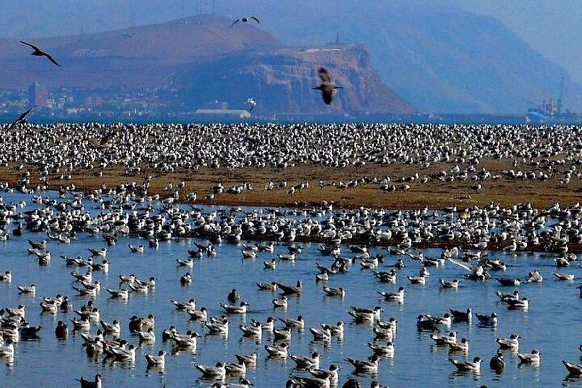 a large flock of birds standing in the water