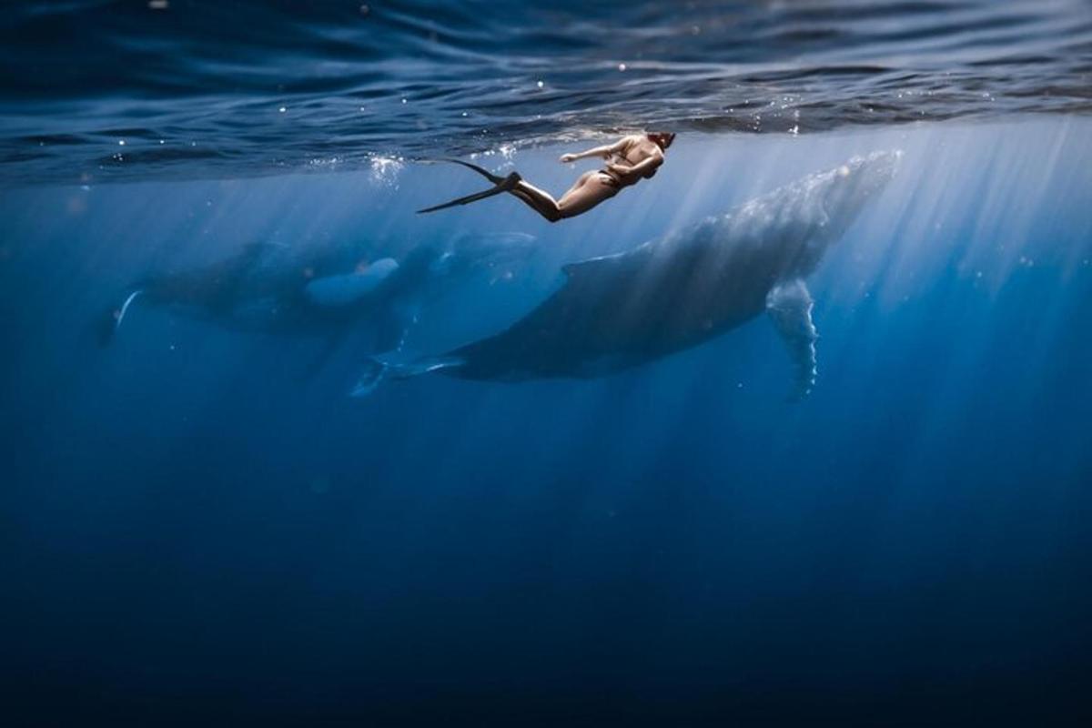 a person swimming in the ocean with a humpback whale